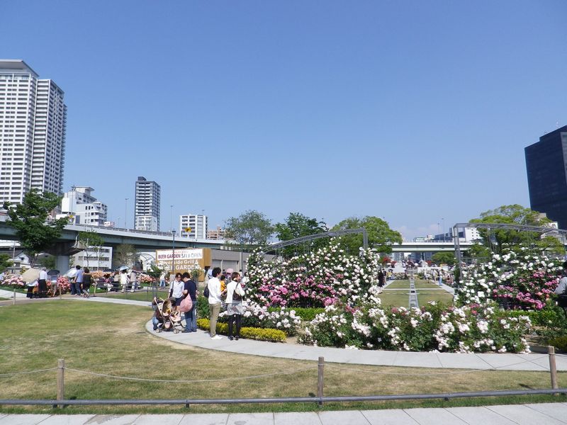中之島公園 バラ園にぎわってました 大阪周辺 くつろぎ 遊び場ガイド